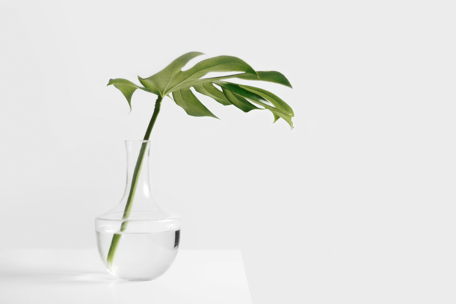 A single green leaf in a glass vase against a soft, calm background